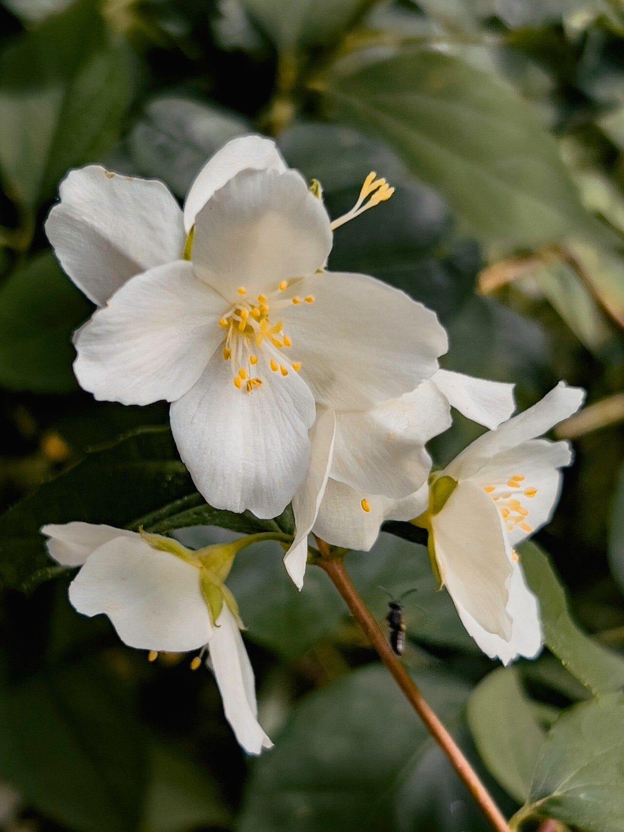 Jasmin